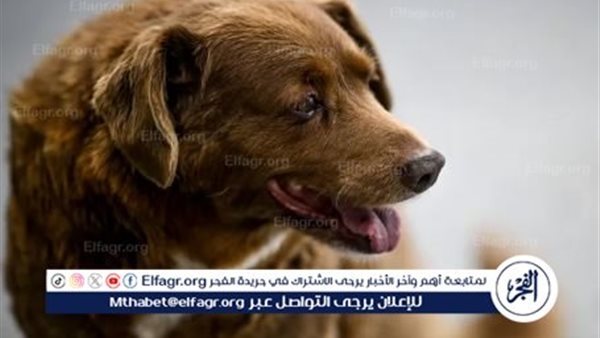 الأطباء البيطريين تكذب القائمة المتداولة عن الكلاب المحظور حيازتها: غير صحيحة