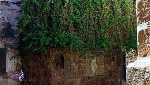 'شجرة العليقة المقدسة'.. عالم أثري يكشف سر وجودها منذ 3300 سنة بسانت كاترين