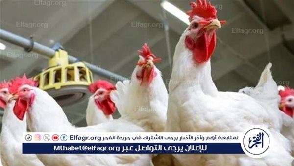 منتجي الدواجن ينفي شائعة تفشي أمراض وبائية: غير حقيقي