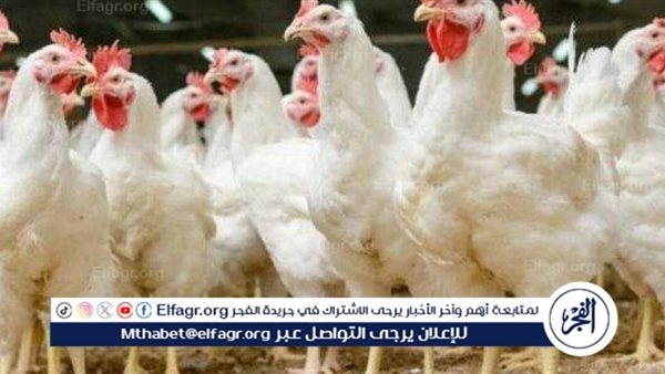 وزير الزراعة: لا إصابات وبائية بين الدواجن.. والأسعار تنخفض
