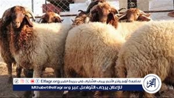 واعظة بالأوقاف تكشف حكم قص الشعر والأظافر لمن نوى الأضحية (فيديو)
