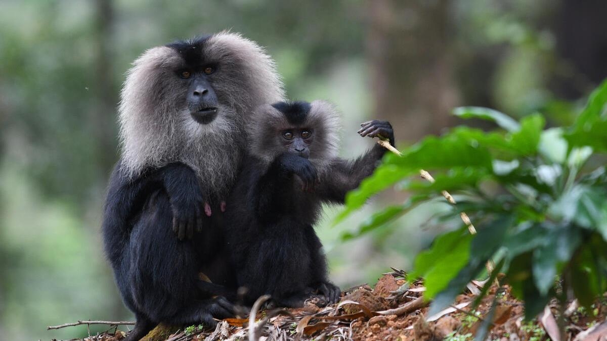 New study reveals how lion-tailed macaque strategically uses its habitat amidst increasing human pressures