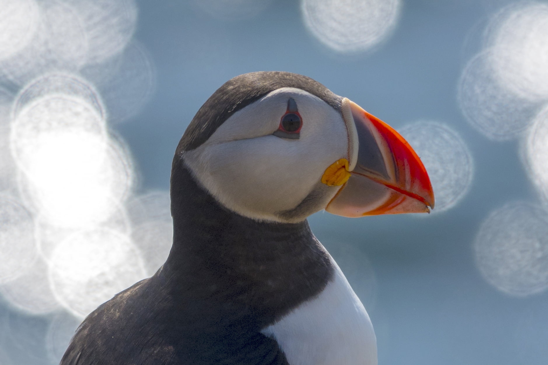 New fund launched to save seabirds