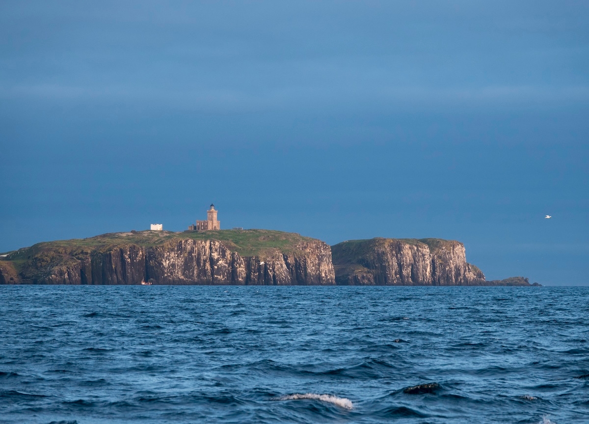 Kittiwakes have died on Isle of May