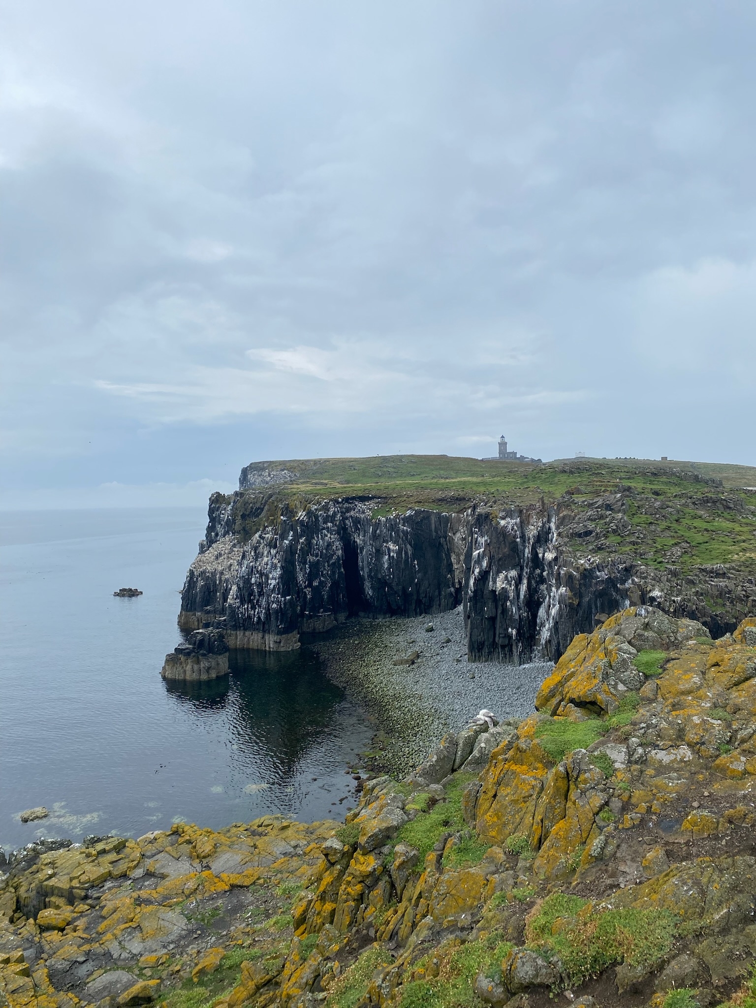 First pufflings hatching on Isle of May