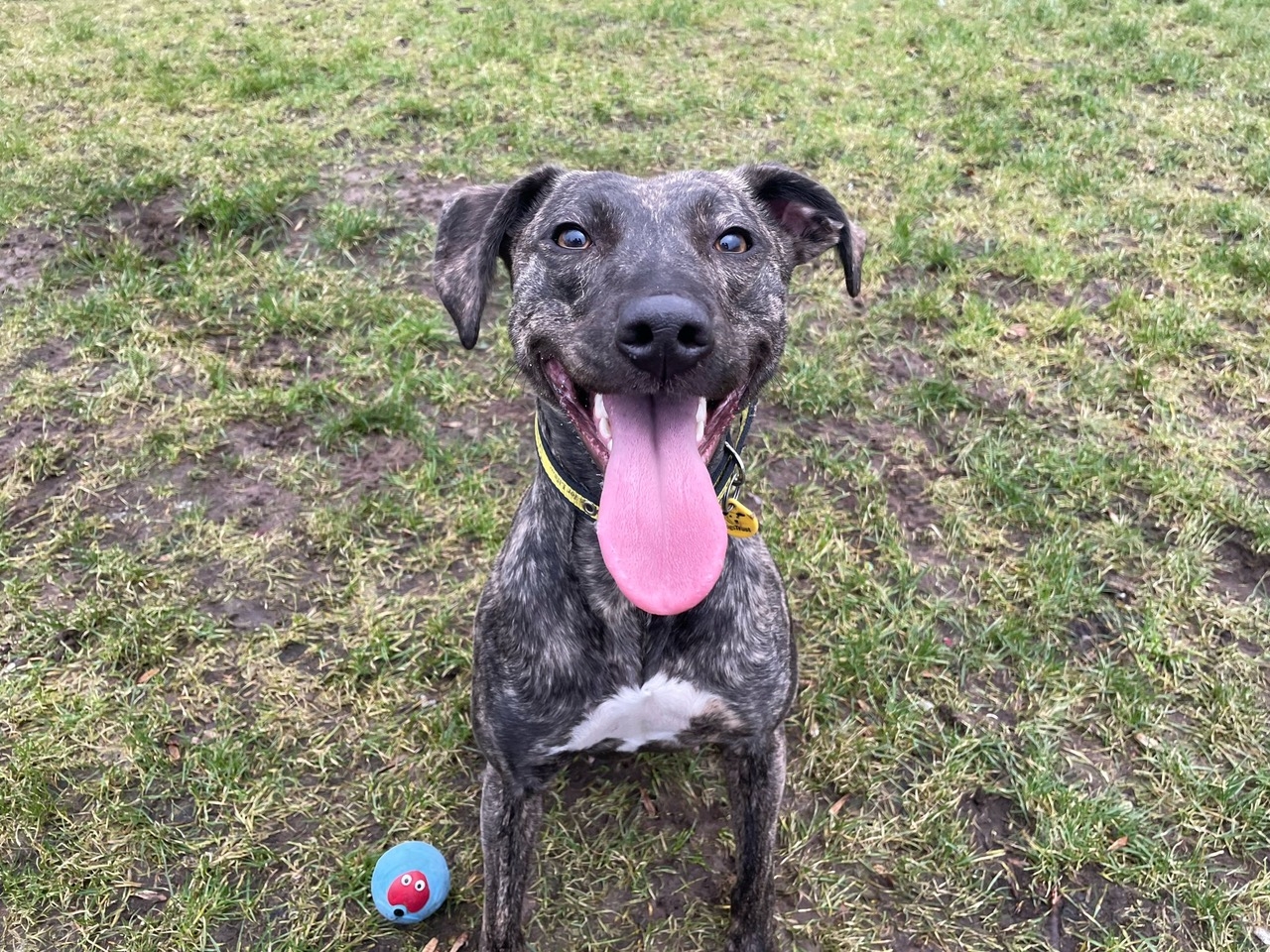 Beautiful Brindle Lurcher Rory seeks a forever home