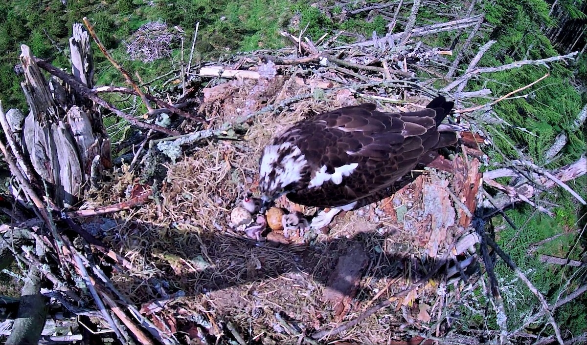 All osprey chicks perish at Borders site