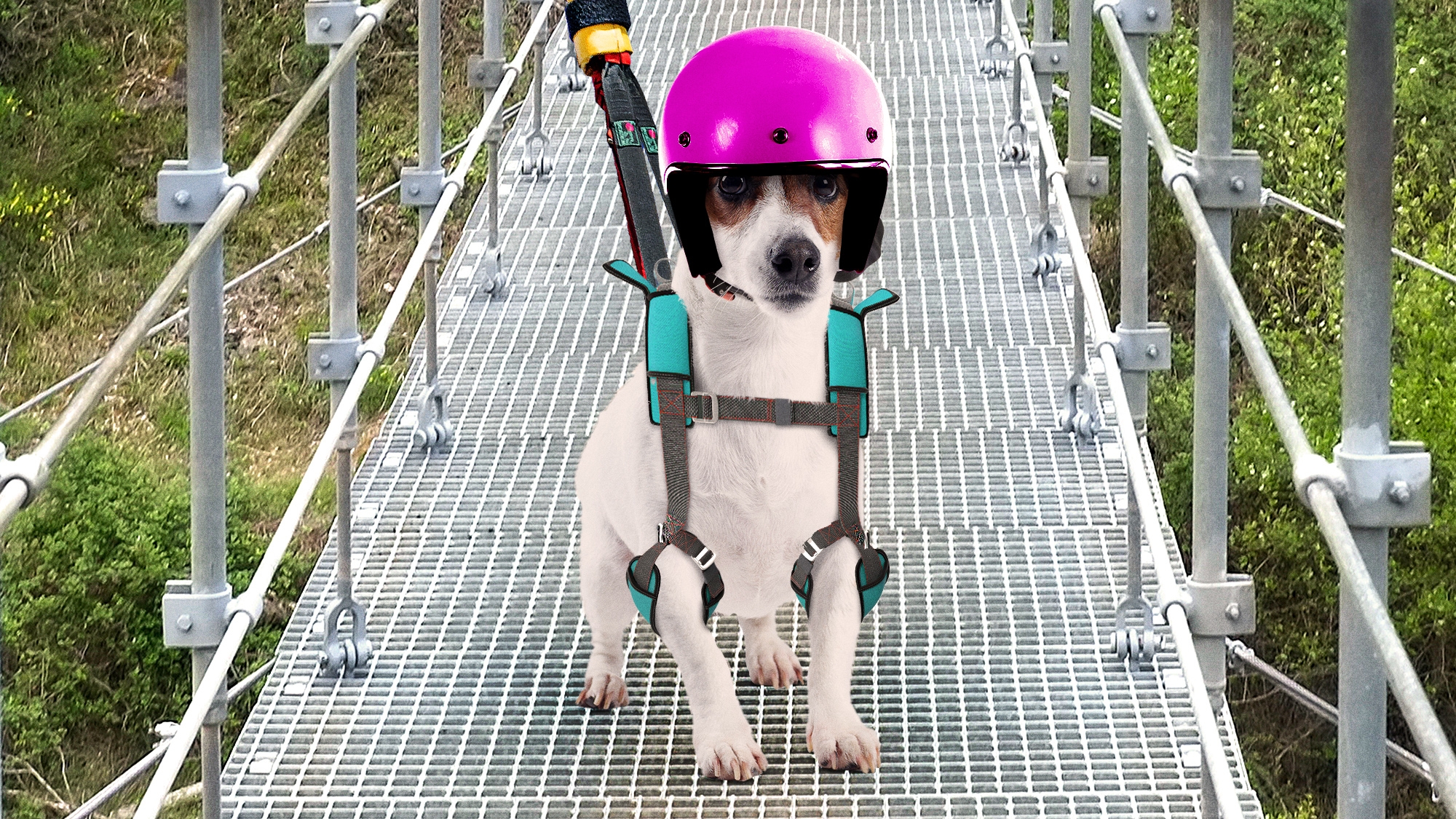 Dog Loves Bungee Jumping, Owner Of Bungee-Jumping Dog Reports