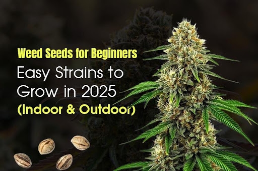 Weed Seeds for Beginners: Easy Strains to Grow in 2025 (Indoor & Outdoor)