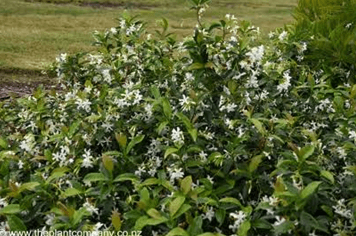 Creative Ways to Transform Your Outdoor Garden With Star Jasmine