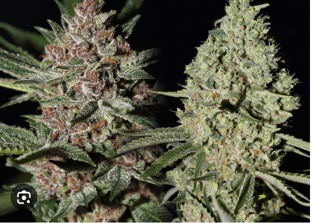 Barneys Farm: A Legacy of Quality Cannabis Seeds