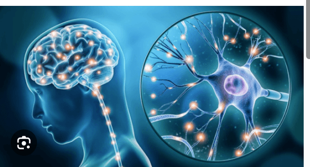 Understanding Neurology: The Cornerstone of Brain and Nervous System Health