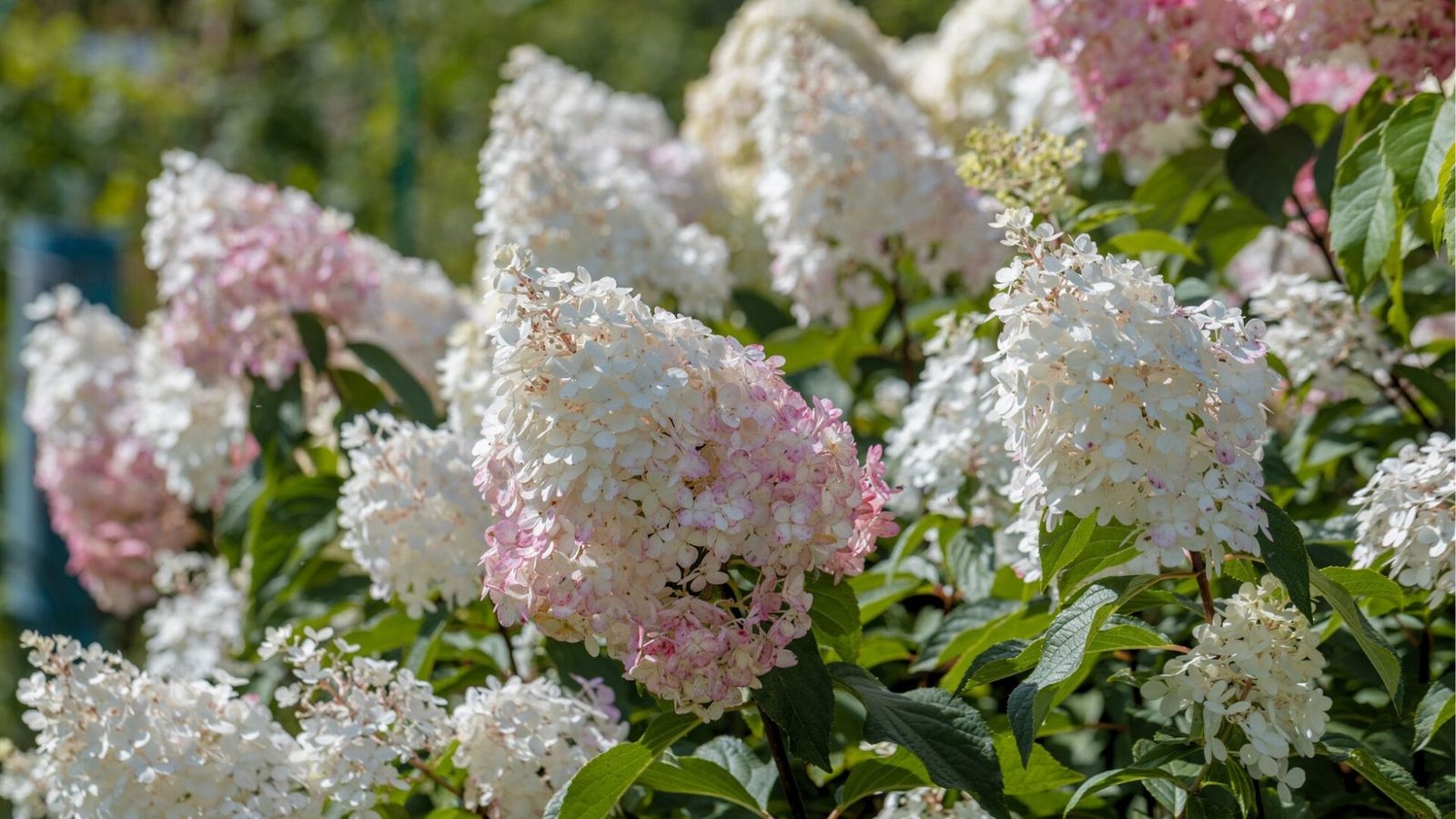 How to Choose the Right Landscaping Plants for Swindon Soil