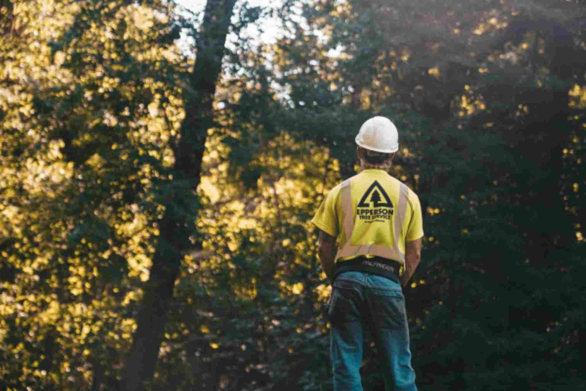 Emergency Tree Removal Services: What You Need to Know