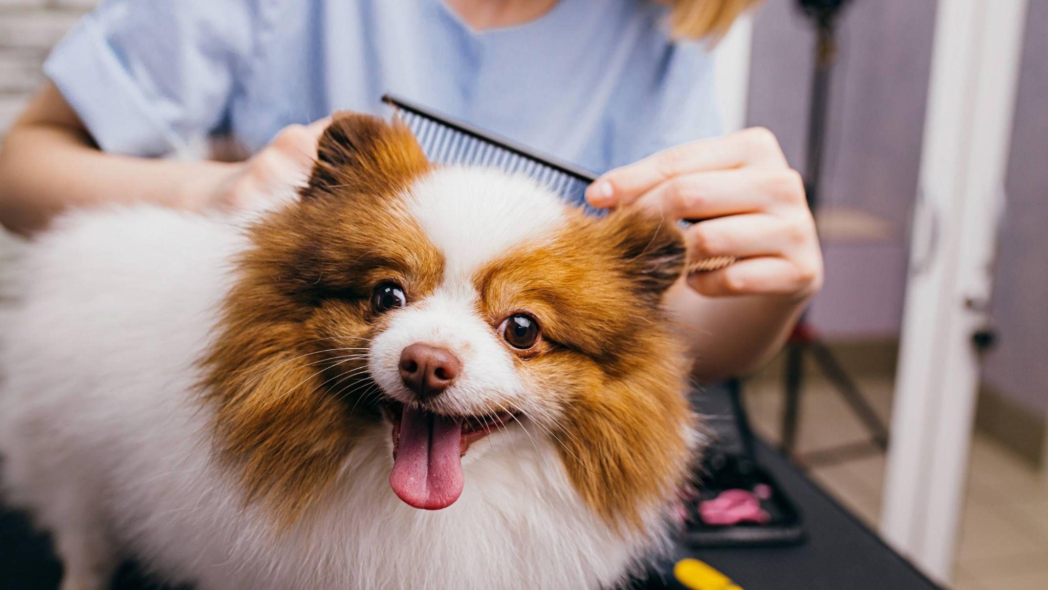 How Grooming Affects Your Dog's Skin and Coat Health