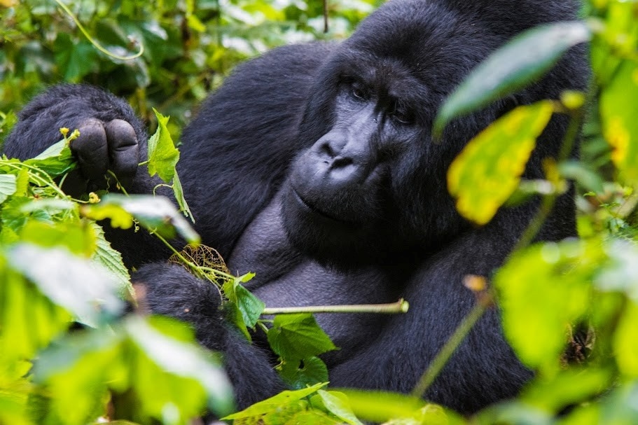 Luxury gorilla safaris in Uganda