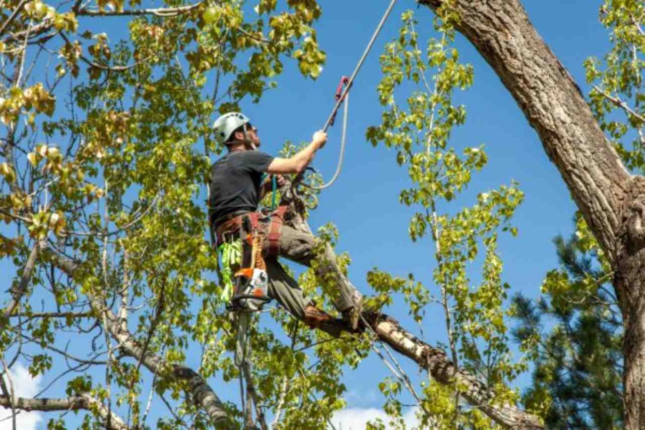 Tree Care Services: Growing Strong and Healthy Trees
