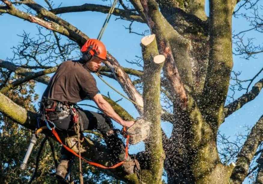 Tree Removal: Everything You Need to Know