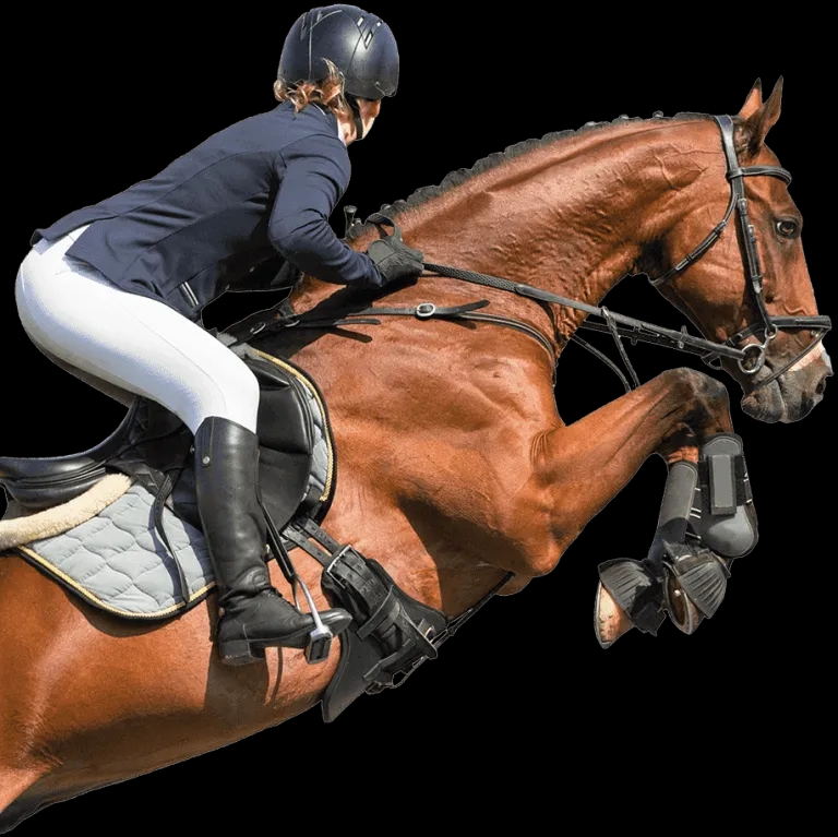 Best Horse Saddle Deal: How to Find Quality Ratel Without Advanced