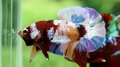 Dive into Elegance: A Comprehensive Guide to Rare Betta Fish