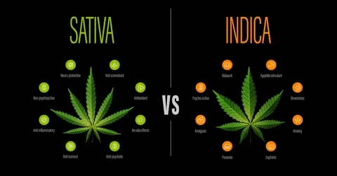 Sativa vs Indica Edibles: Which is Right for You?