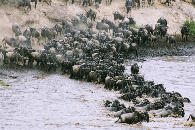 Wilderness & Romance: The Best of Tanzania Safaris