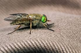Effective Actions for Mosquito Control in Philadelphia
