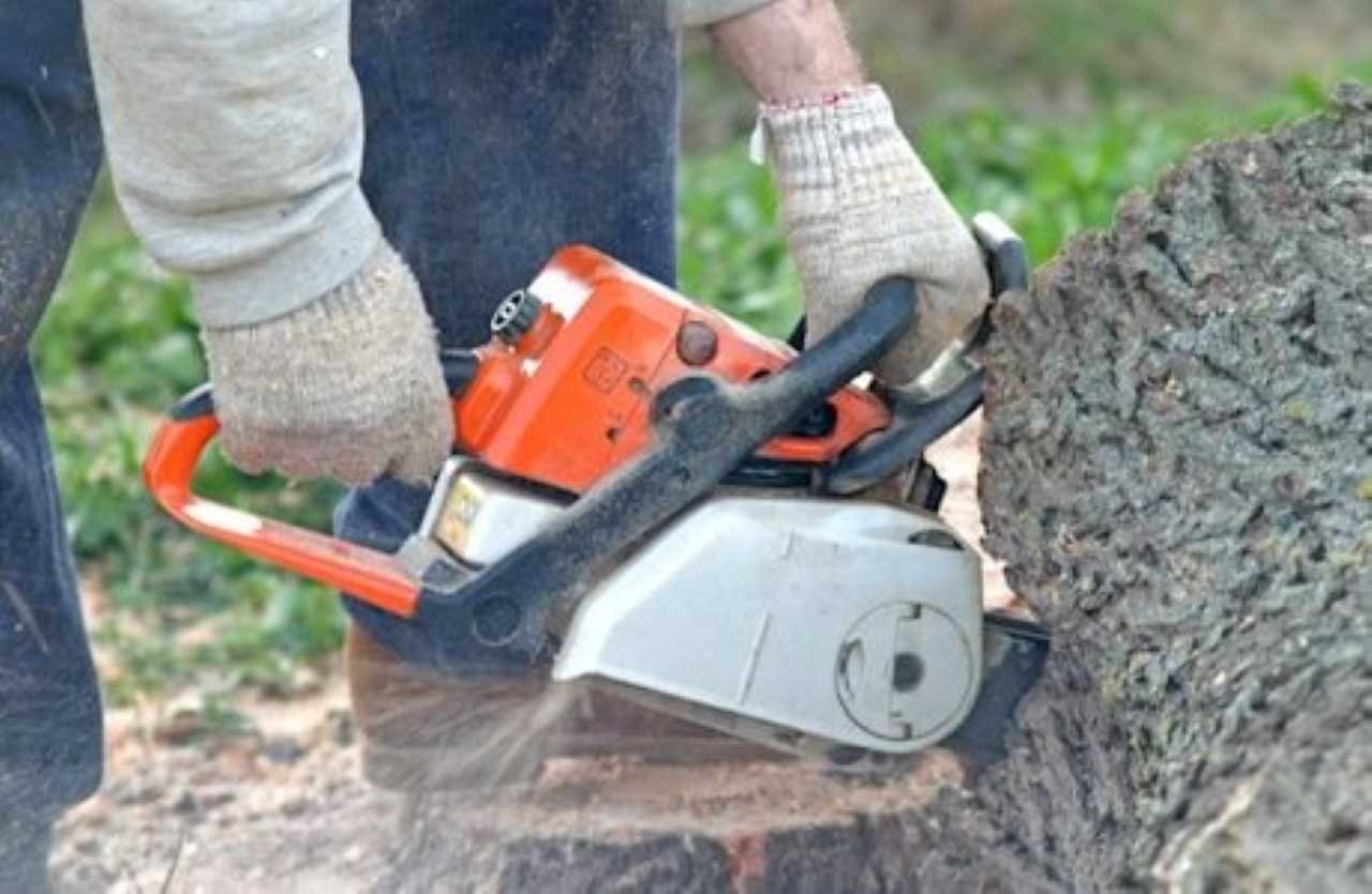 Landscaping Ideas Around Tree Roots