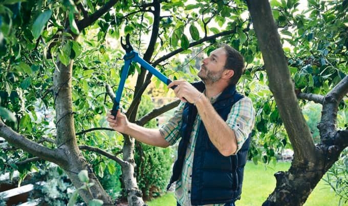 Trim It Right: What Homeowners Should Know About Tree Trimming in Mobile AL