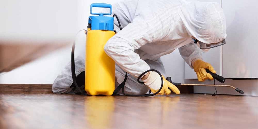 Pest Control and Your Health: What's Really at Stake Inside Your Home