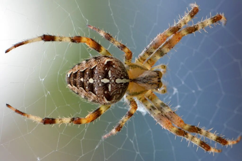 Why Spider Control Is Now a Top Priority for Naperville Homeowners in 2025