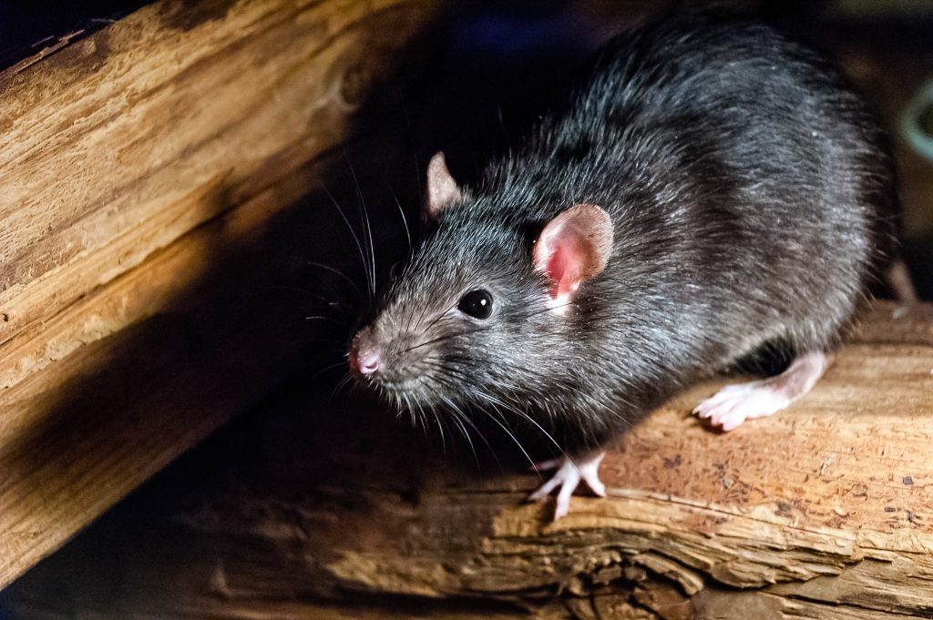The Essential Guide to Effective Rat Extermination