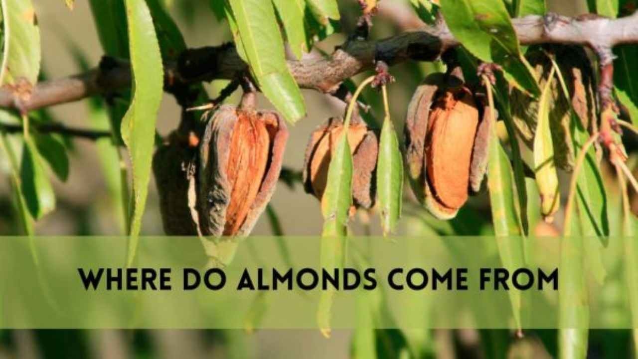 Where Do Almonds Come From? Guide