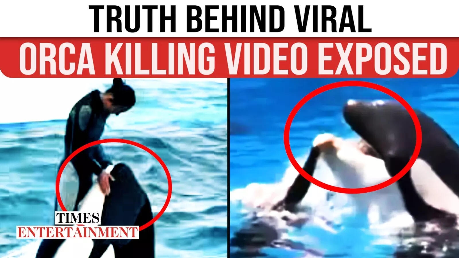Truth Behind ‘Trainer Killed by Whale', The Internet's Biggest Ocean Hoax