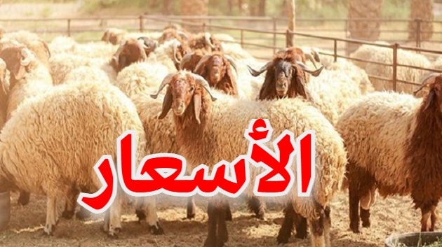 أنور الحرّاثي: هذا معدّل أسعار أضاحي العيد هذه السنة