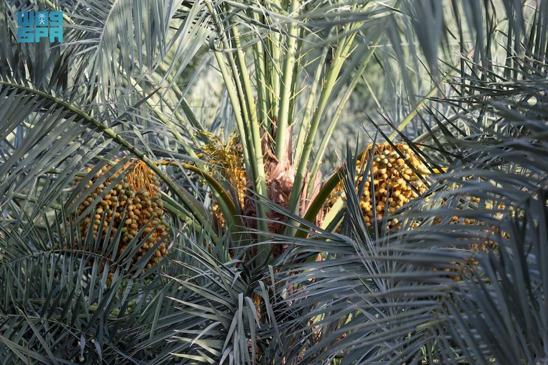 روثانة المدينة المنورة.. رُطب الصيف الأشهر والأكثر طلبًا
