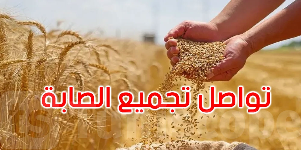 صابة الحبوب: تجميع 992.776 ألف قنطار إلى غاية 4 جوان 2025