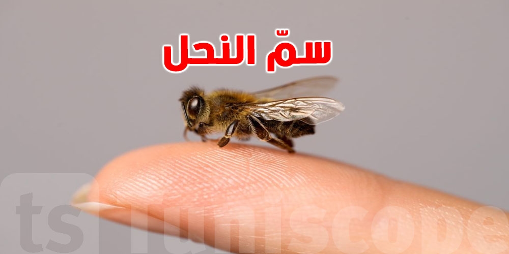 بالحق سمّ النحل يداوي؟ هاو شقالوا العلماء