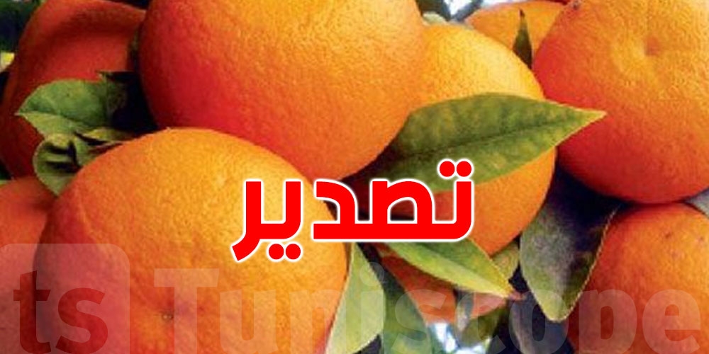 من أوروبا إلى إفريقيا: خارطة جديدة لتصدير القوارص التونسية