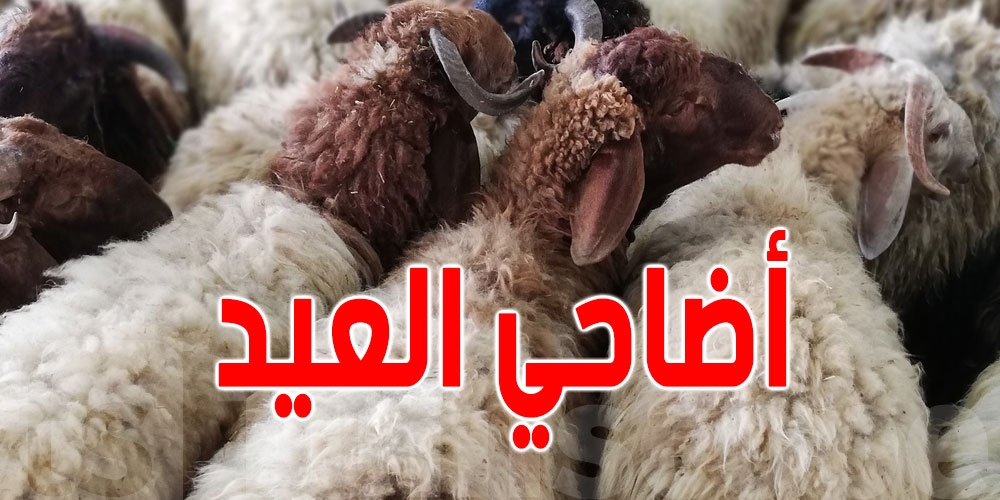 القيروان: أسعار أضاحي العيد بين 700 و1200 دينار
