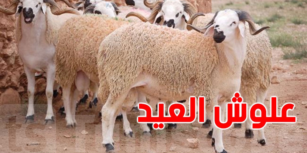 أسعار الأضاحي في ارتفاع ... ونقابة الفلاحين تحذّر