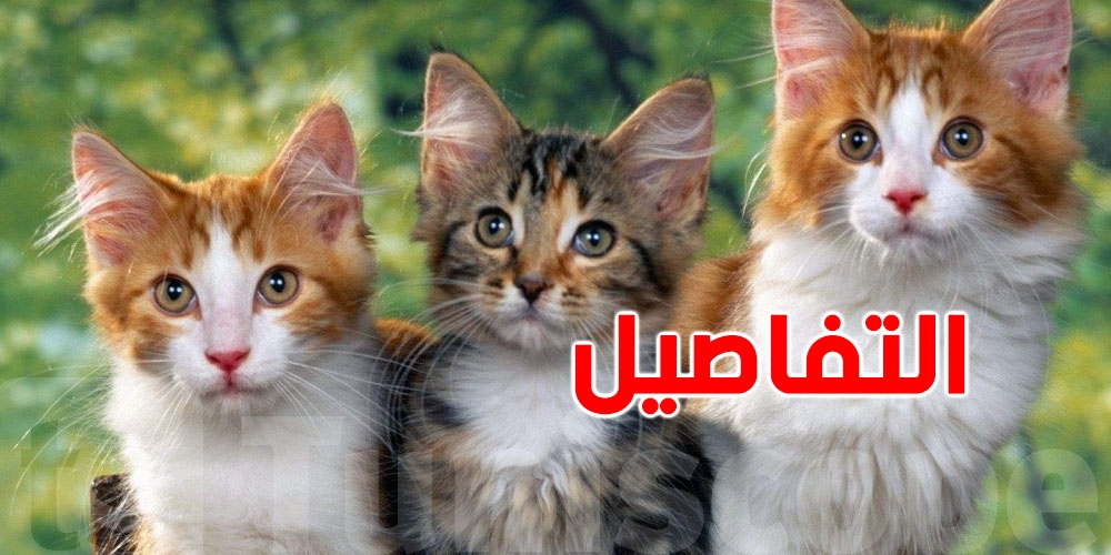 عاجل: برشة عقوبات بالسجن والغرامة في اقتراح قانون حماية الحيوان