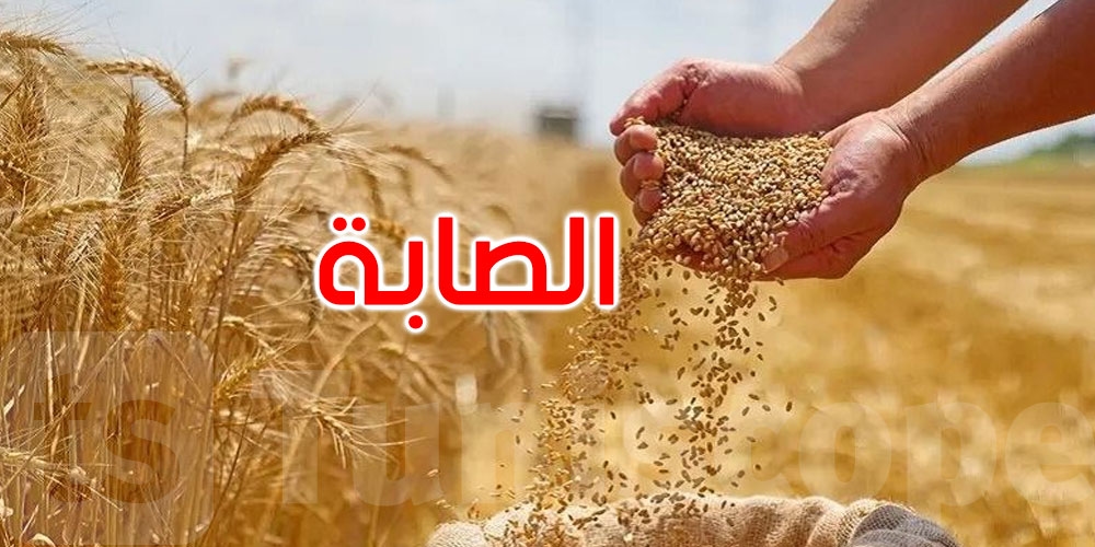 صابة الحبوب: تجميع 11.78 مليون قنطار إلى غاية نهاية جويلية