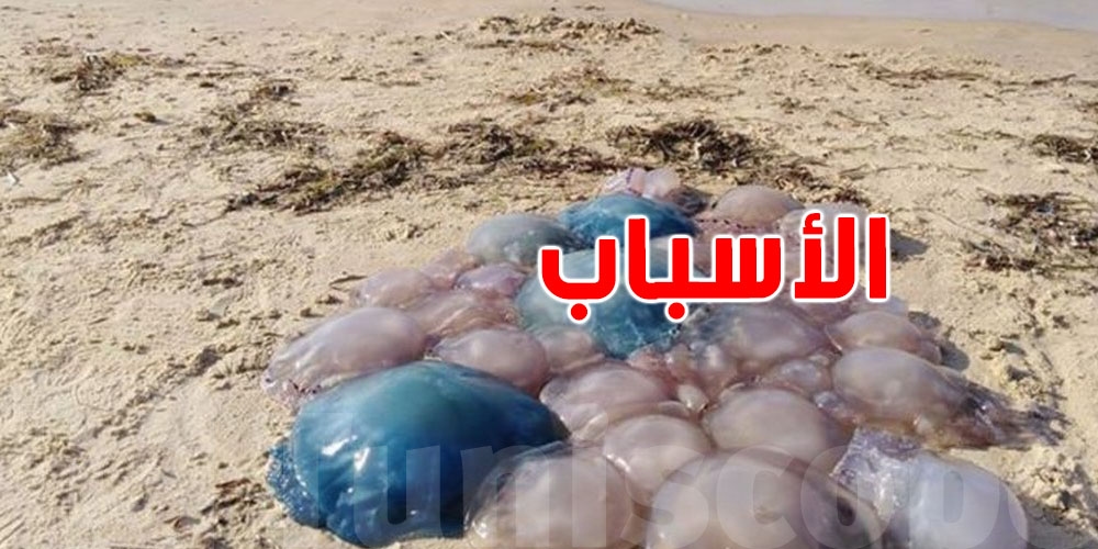 قناديل البحر تغزو الشواطئ التونسية: الأسباب، المخاطر، والفرص الضائعة