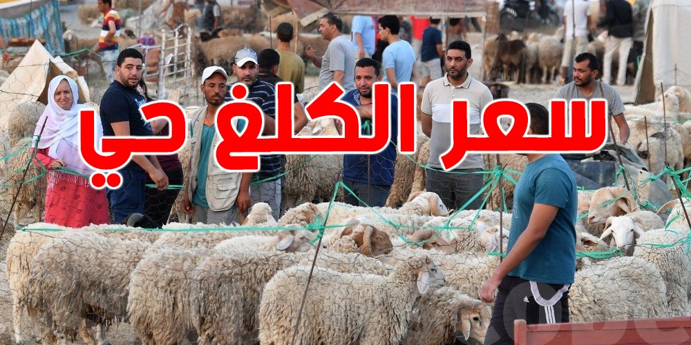 فلاحو تطاوين يرفضون تسعيرة 21.900 دينار للكيلوغرام الحي: ''السعر العادل يبدأ من 26 دينارًا''