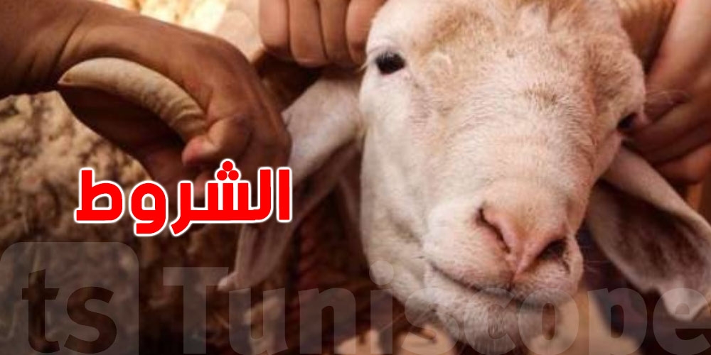 هذه هي شروط صحّة الأضحية... تعرف عليها