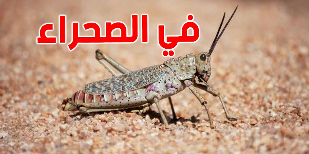 وزارة الفلاحة: الجراد الصحراوي تحت السيطرة ولم يصل بعد إلى المحاصيل