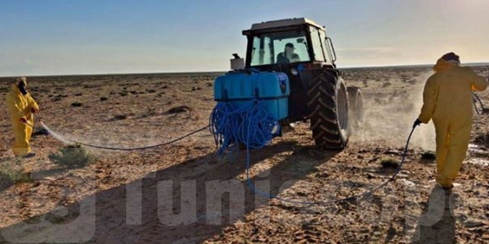 مدنين: تواصل عمليات مداواة الجراد واستهداف 250 هكتارا