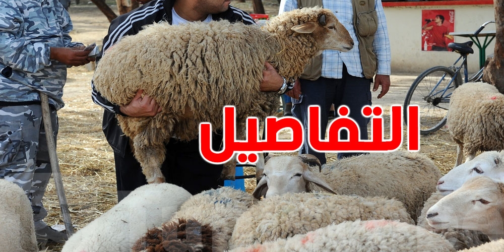 انخفاض في أسعار الأضاحي بنقاط البيع المنظّمة في هذه الولاية...تفاصيل