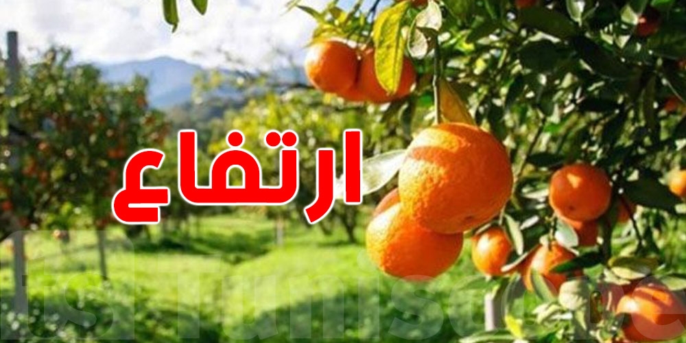 صادرات القوارص تسجّل ارتفاعًا بـ30% هذا الموسم… ونابل في الصدارة